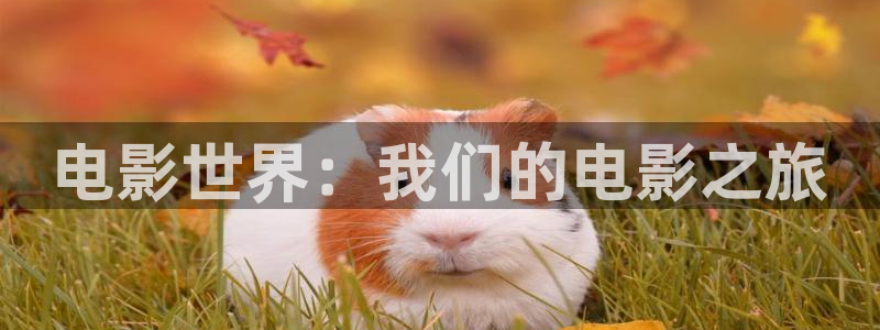 如何把人人讲视频导出：电影世界：我们的电影之旅